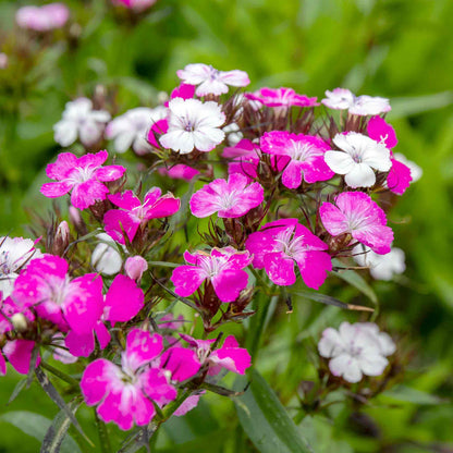 Dianthus 'Dash Magician'