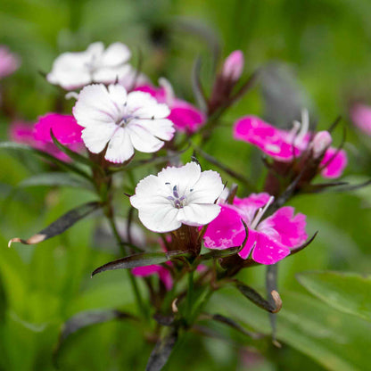 Dianthus 'Dash Magician'