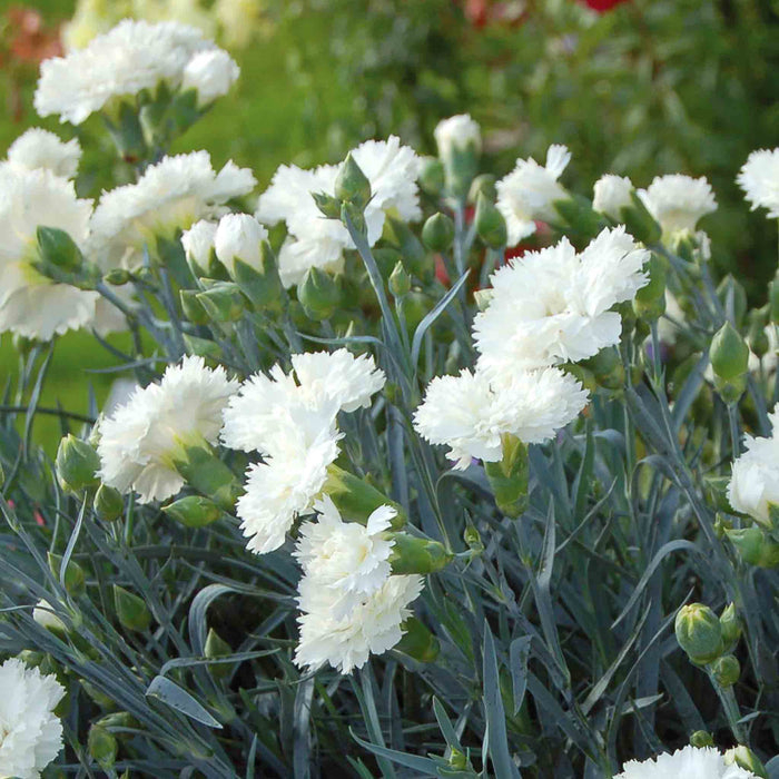 Dianthus Pinks Collection