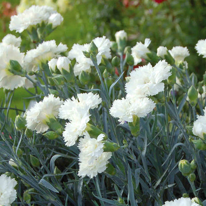 Dianthus Pinks Collection
