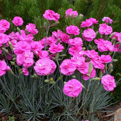 Dianthus Pinks Collection