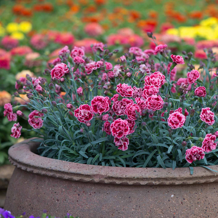Dianthus Pinks Collection