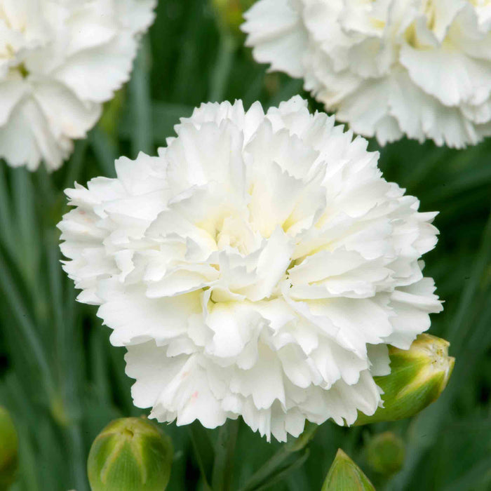 Dianthus Pinks Collection