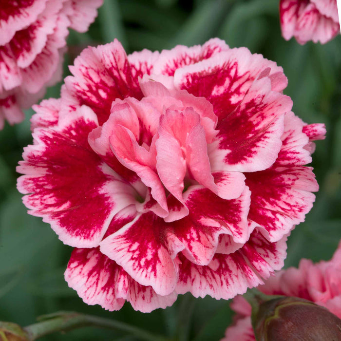 Dianthus Pinks Collection