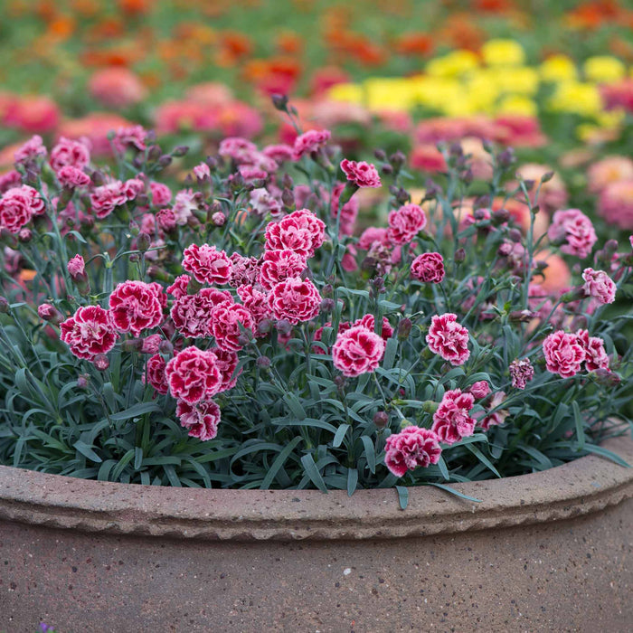 Dianthus 'Pinks Scent First Sugar Plum'