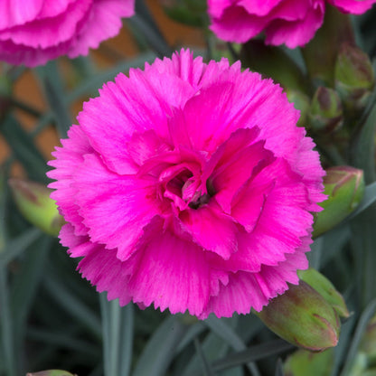 Dianthus 'Pinks Scent First Tickled Pink'