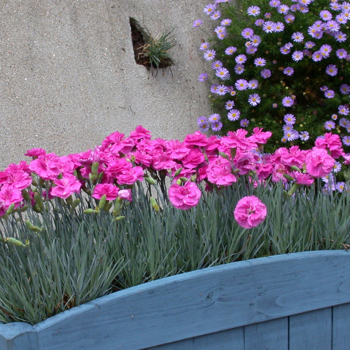 Dianthus 'Pinks Scent First Tickled Pink'