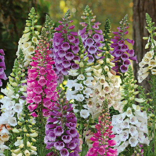 Digitalis 'Dalmatian Mix'