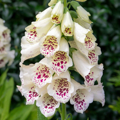 Digitalis 'Dalmatian Mix'