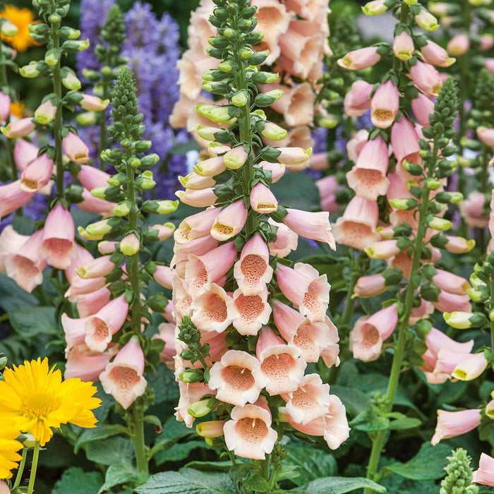 Peach-pink Digitalis Plant 'Dalmatian Peach' with red-speckled throats, commonly known as foxglove, in a garden setting.