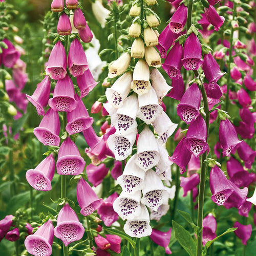 Digitalis purpurea 'Excelsior Mix'