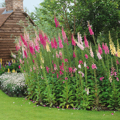 Digitalis purpurea 'Excelsior Mix'