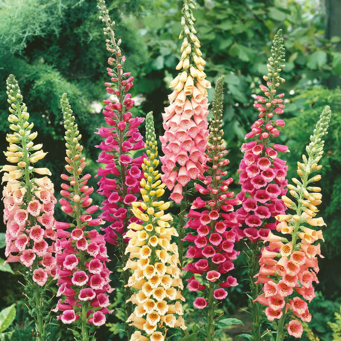 Digitalis purpurea 'Excelsior Mix'