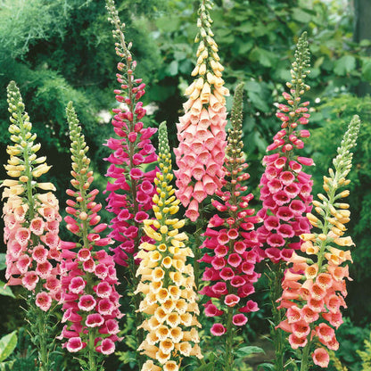 Digitalis purpurea 'Excelsior Mix'