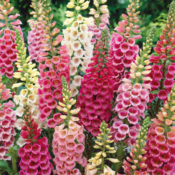 Digitalis purpurea 'Excelsior Mix'