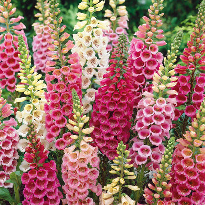 Digitalis purpurea 'Excelsior Mix'
