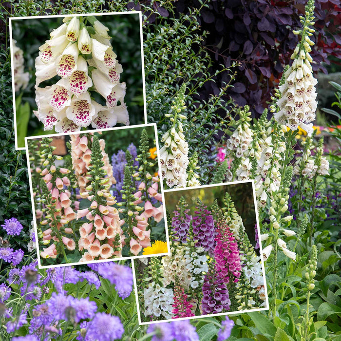 Digitalis Tall Collection