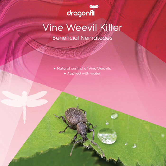 DragonFli Vine Weevil Killer - 100m2