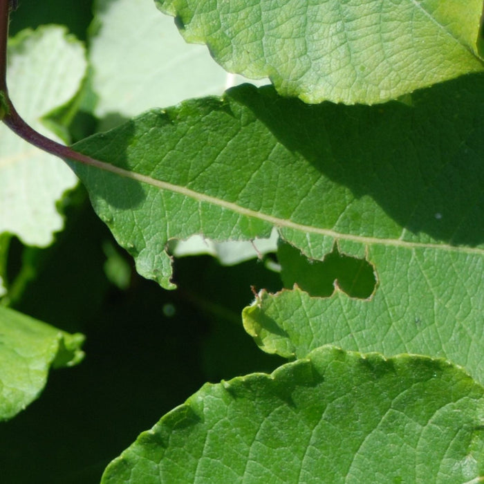 DragonFli Vine Weevil Killer - 100m2