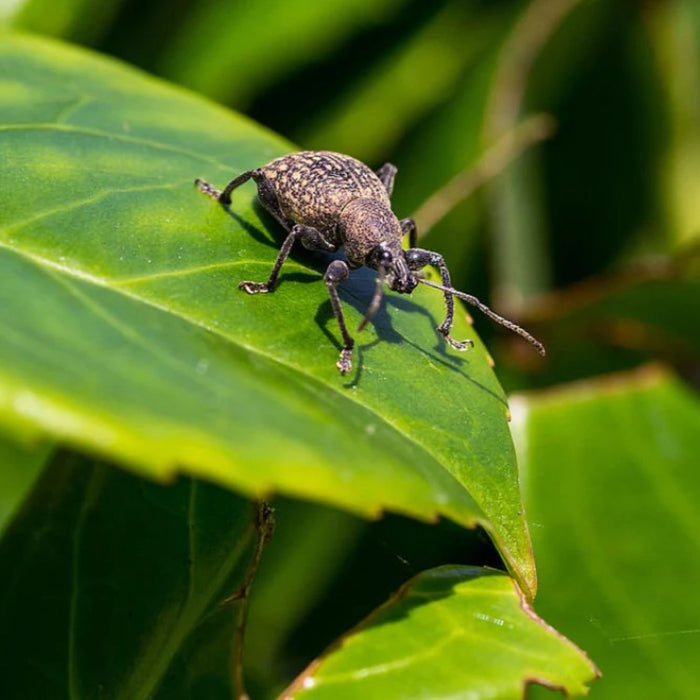 DragonFli Vine Weevil Killer - 100m2