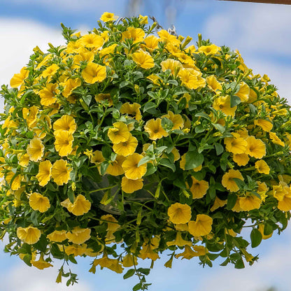 Easy Fill Hanging Basket in Black