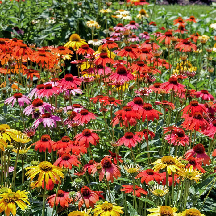 Echinacea 'Cheyenne Spirit'