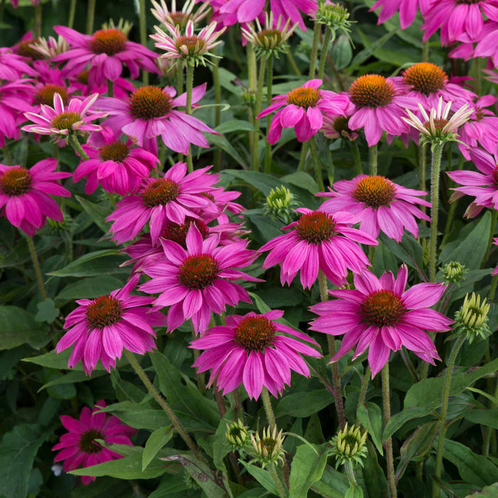 Echinacea Collection