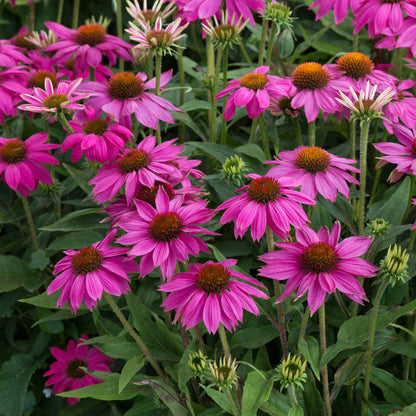 Echinacea Collection
