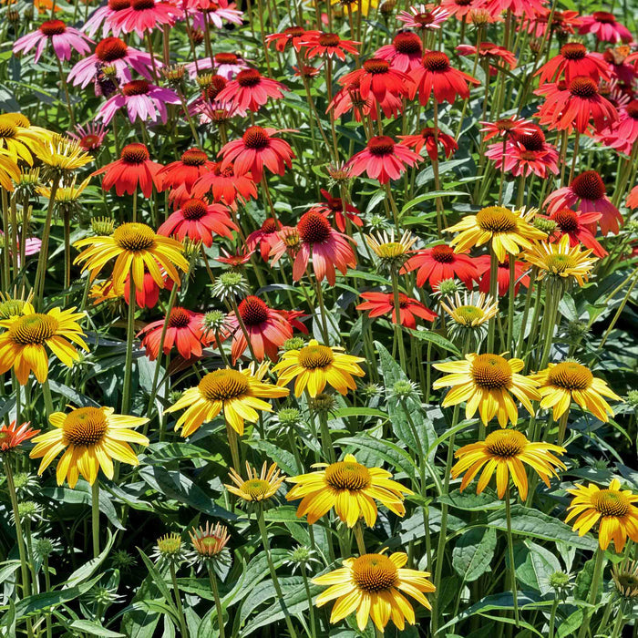 Echinacea Collection