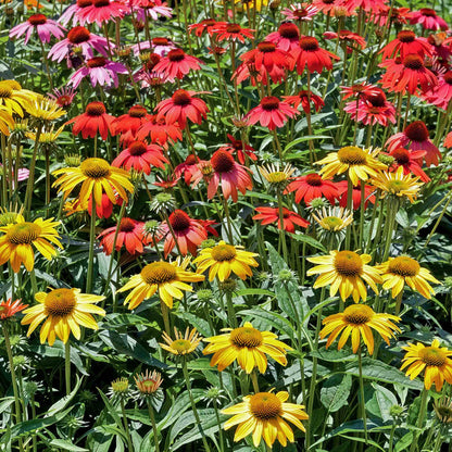 Echinacea Collection
