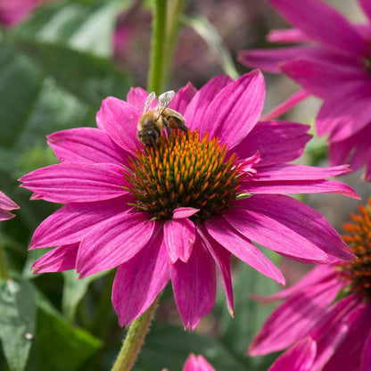 Echinacea Collection