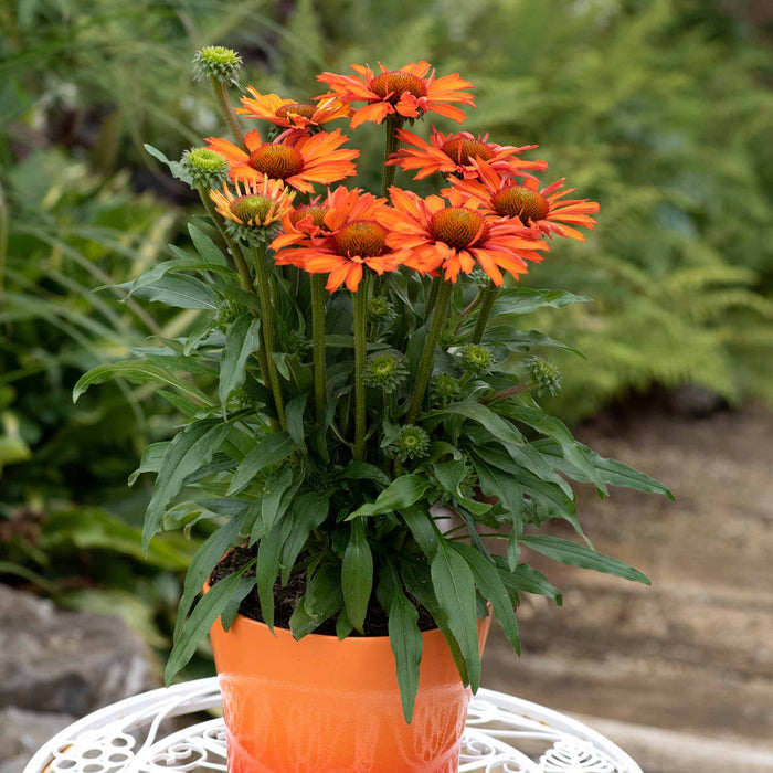 Echinacea Collection