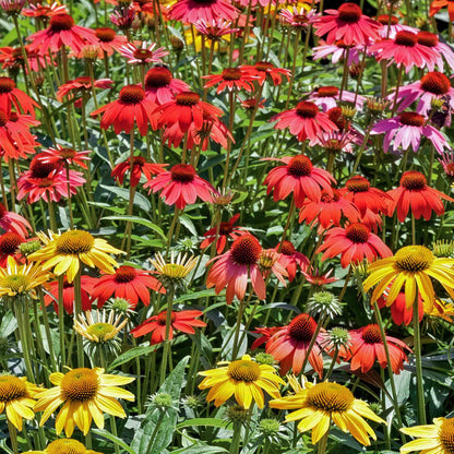 Echinacea Collection