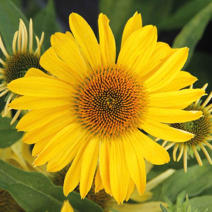 Echinacea papallo 'Deep Yellow'