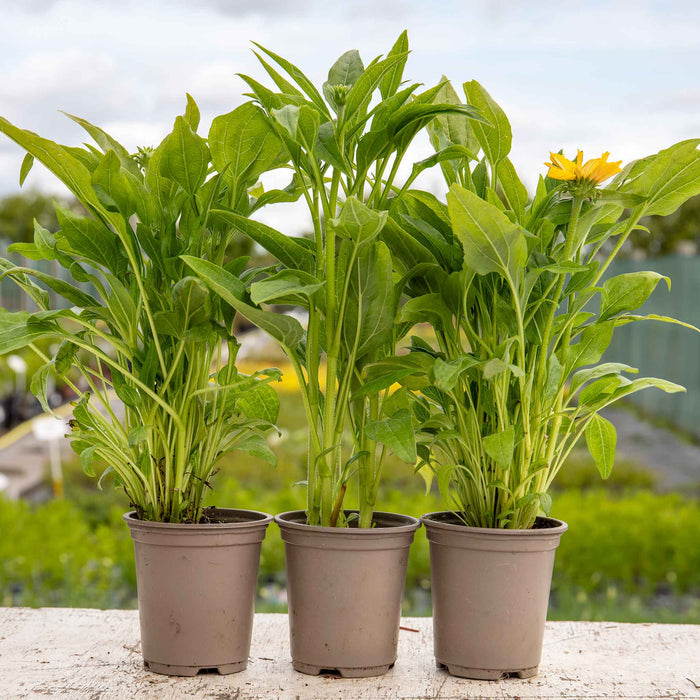 Echinacea papallo 'Deep Yellow'