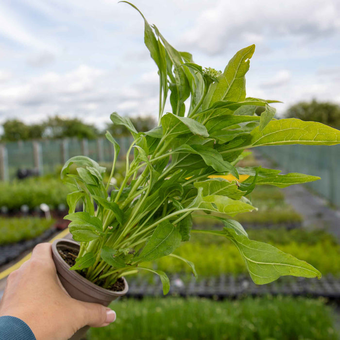 Echinacea papallo 'Deep Yellow'