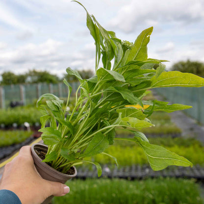 Echinacea papallo 'Deep Yellow'