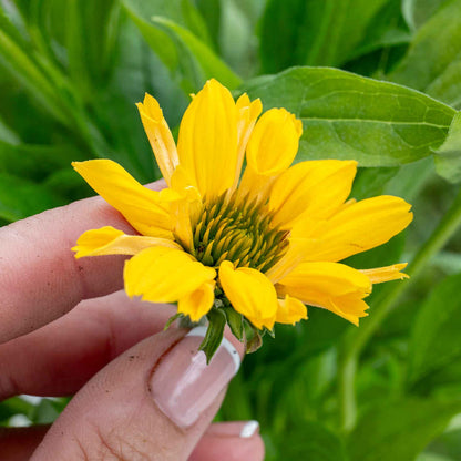 Echinacea papallo 'Deep Yellow'