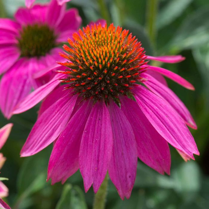 Echinacea 'PowWow Wild Berry'