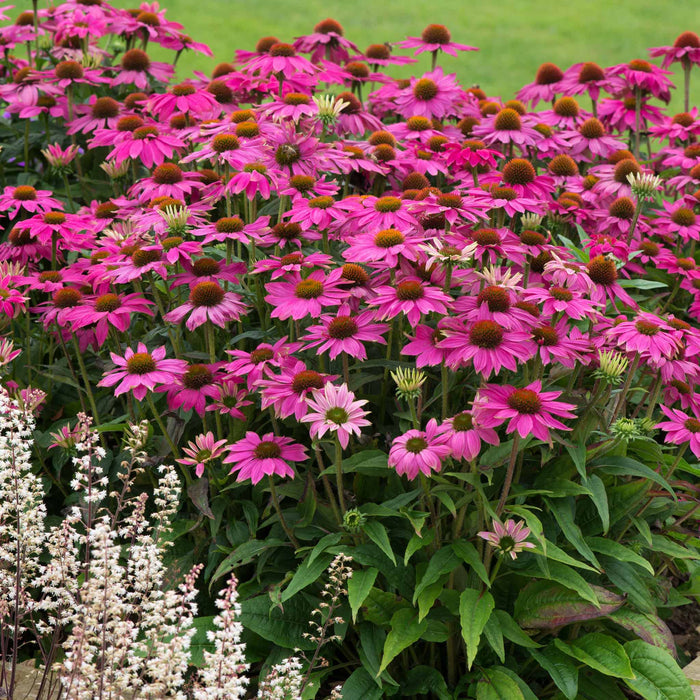 Echinacea 'PowWow Wild Berry'