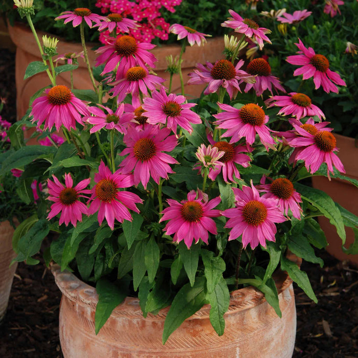 Echinacea 'PowWow Wild Berry'