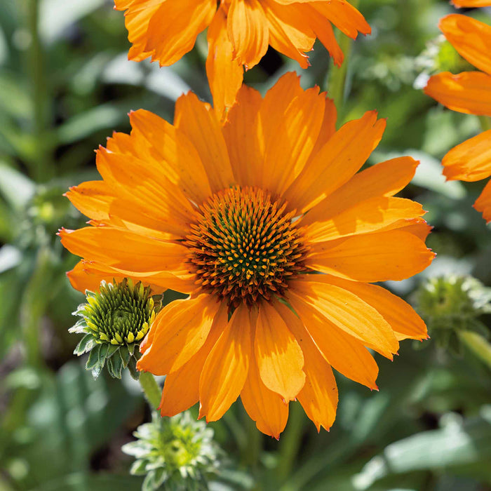 Echinacea 'Prima Saffron'