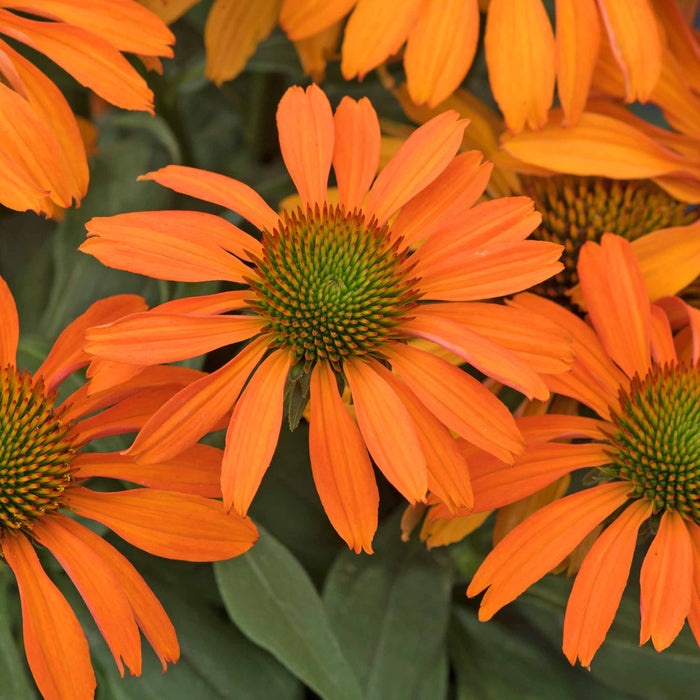 Echinacea 'Prima Saffron'