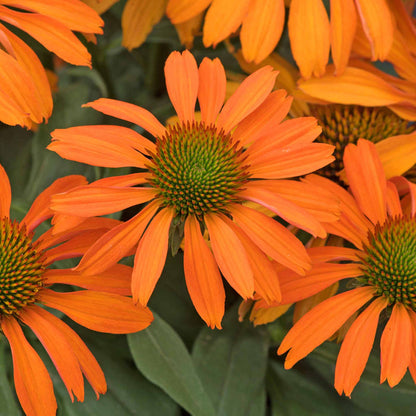 Echinacea 'Prima Saffron'