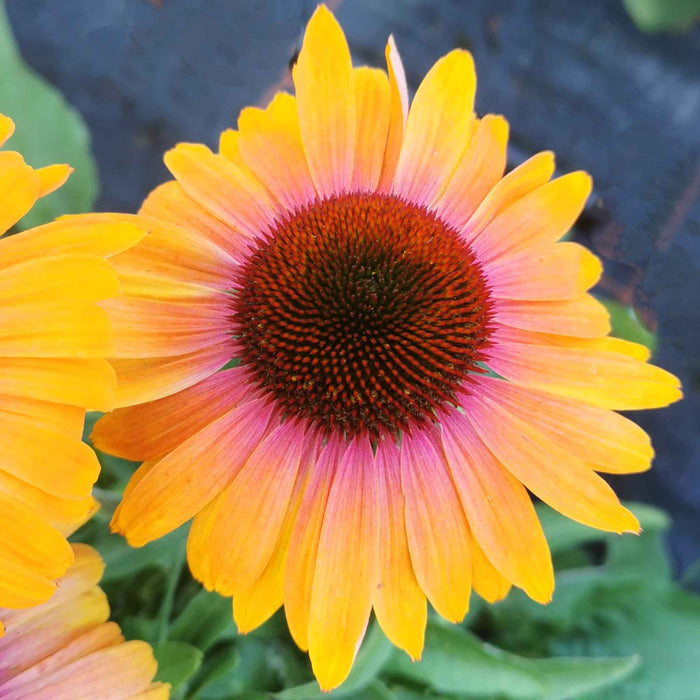 Echinacea Unica 'Orange Purple'