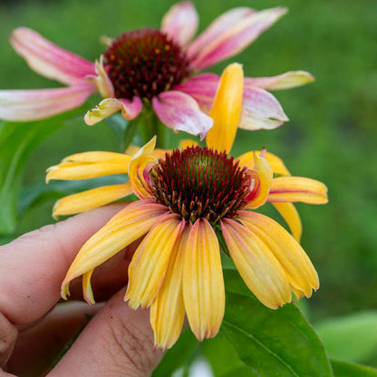 Echinacea Unica 'Orange Purple'