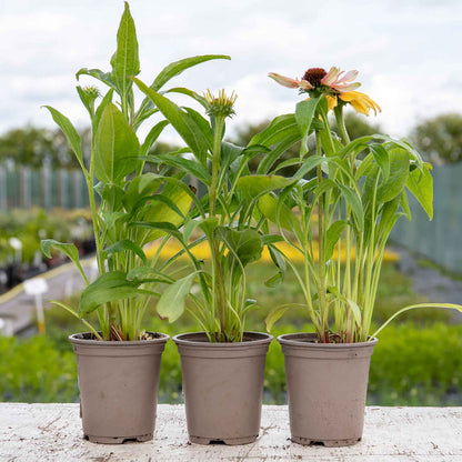 Echinacea Unica 'Orange Purple'