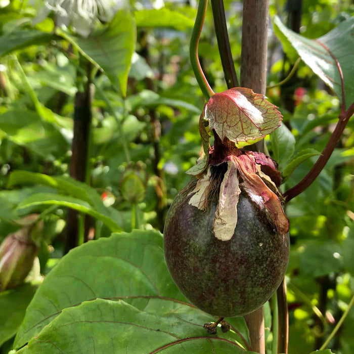 Edible Passion Flower