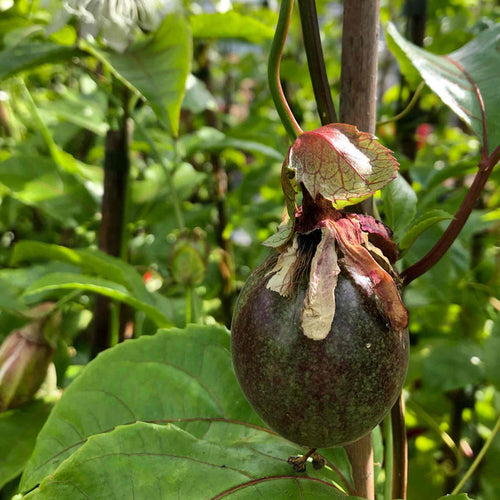 Edible Passion Flower