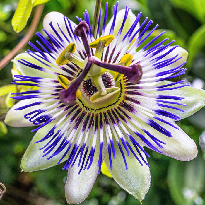 Edible Passion Flower
